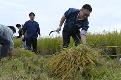 生産現場理解へ稲刈り