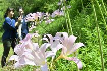ナツズイセン見頃