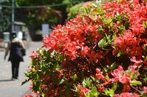 佐野・唐沢山でツツジ見頃