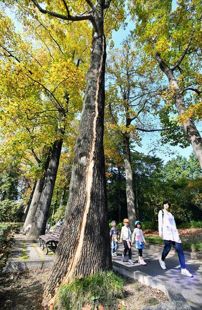 落雷によって裂け目ができたユリノキ（超広角レンズ使用）