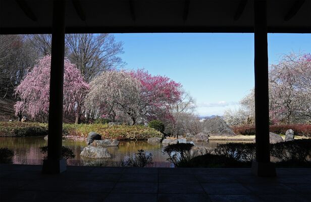 見頃を迎えている梅の花