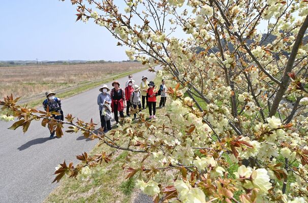 見ごろとなった宮山田町の黄桜