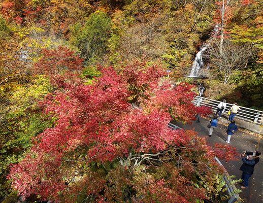 鮮やかに色づく日塩もみじラインの白滝付近の木々＝24日午後０時５分、日光市川治温泉高原