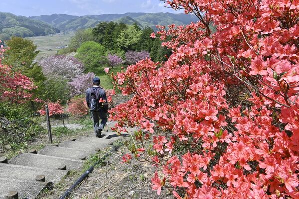 皆川城址の頂上で見頃を迎えているツツジ