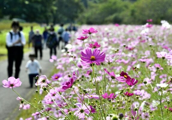 満開となった早咲きのコスモス