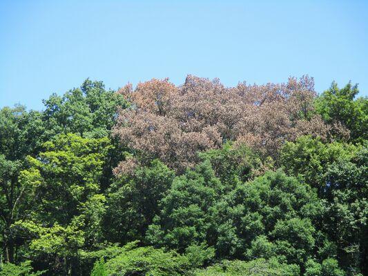 ナラ枯れによって枯れた樹木（栃木市提供）