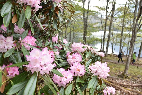 見頃を迎えた湯ノ湖畔のアズマシャクナゲ