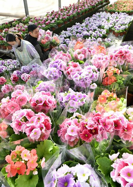 ハウスに並ぶ色とりどりのセイヨウサクラソウ＝９日午前９時35分、宇都宮市古田町