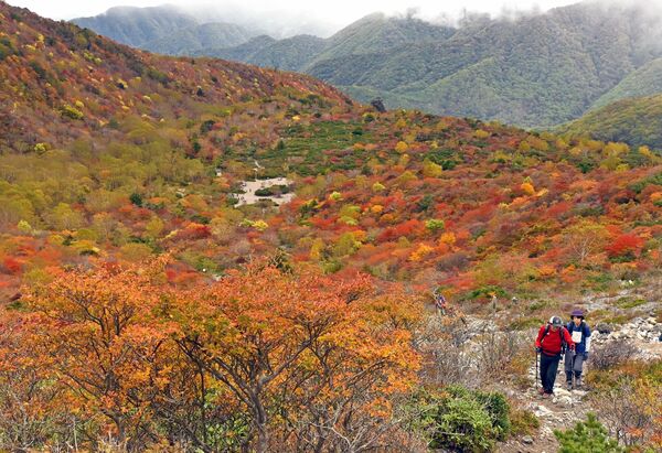 最盛期を迎え、色鮮やかに染まった姥ケ平周辺の紅葉＝13日午前10時20分、那須町湯本