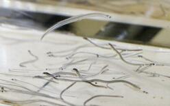 シラスウナギの取引透明化へ