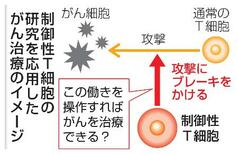 進む制御性T細胞の研究