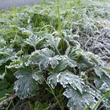 栃木県内８地点で今季最低気温　各地で強い冷え込み　宇都宮など12月上旬…