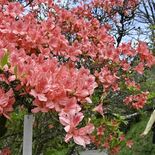 赤やピンク、華やかに 鹿沼・城山公園でヤマツツジ間もなく見頃 18、1…
