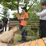 七夕の願い事、カピバラに託して…　那須どうぶつ王国　イベントでササをプ…