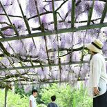 大田原で「臥竜のフジ」見頃　100年前から自生、穏やかな風に揺れる