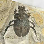 「新種の昆虫化石、とうとう出た」　那須塩原の30万年前の地層　授業中に…