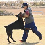 警察犬目指す30頭を審査　上三川【動画】