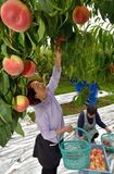 桃の収穫