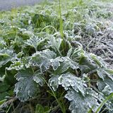 栃木県内８地点で今季最低気温　各地で強い冷え込み　宇都宮など12月上旬並み、下草に霜降りる