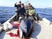 パックロッドでマグロを