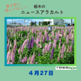 4月27日の栃木県内ニュース　「ルピナス色とりどり　栃木の休耕田で見頃」など３本をお届けします