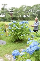 祭りはなくても アジサイ見事に 大田原 黒羽城址公園 県内主要 地域の話題 下野新聞 Soon ニュース 新型肺炎 Covid19 下野新聞 Soon スーン