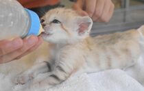 スナネコ赤ちゃん誕生　那須