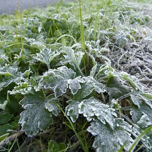 栃木県内８地点で今季最低気温　各地で強い冷え込み　宇都宮など12月上旬並み、下草に霜降りる