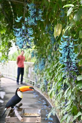 見頃を迎えたヒスイカズラとオニオオハシ（左下）＝20日午前11時５分、真岡市下籠谷