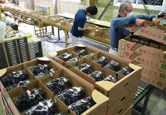 大平地区ぶどう集荷所で行われた今シーズン初の出荷作業