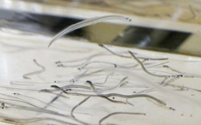 シラスウナギ=2024年7月、鹿児島県和泊町