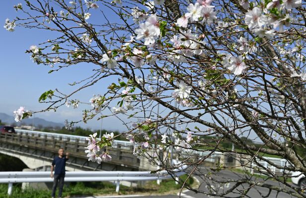 季節外れの花を咲かせる思川桜