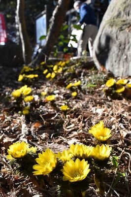 笠石神社の敷地内で花をつけたフクジュソウ