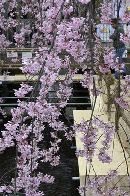 小路から桜を楽しめる「かまがわ川床桜まつり」