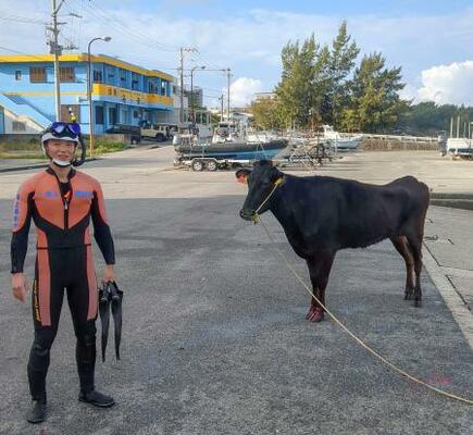 　男性潜水士に救助された牛＝２３日、沖縄県・宮古島（宮古島海上保安部提供）