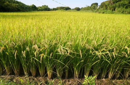　埼玉県北本市の水田の稲穂。これまで「コシヒカリ」を植えていたが、今年から高温耐性に優れた品種「にじのきらめき」に切り替えた＝６日午後