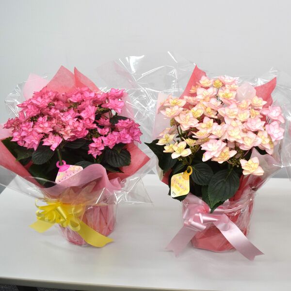 アジサイの新品種、県が開発 3種を4月下旬から販売へ 赤い縁取り特徴