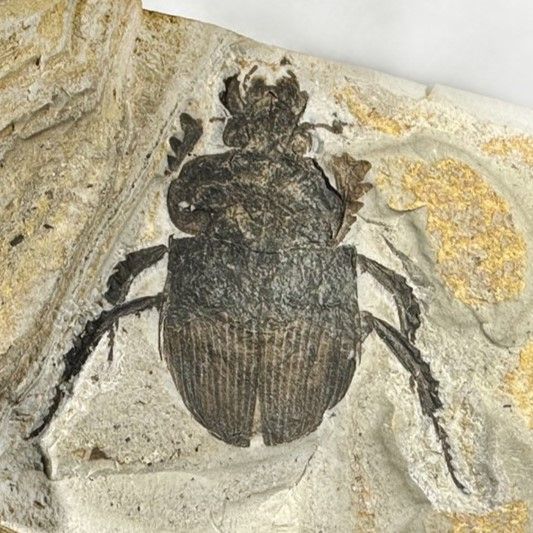 新種の昆虫化石、とうとう出た」 那須塩原の30万年前の地層 授業中に