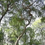 突如姿現した小山・龍神社の「御神木」　龍のように曲がったシラカシ　枯れ…
