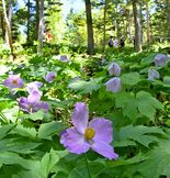 風に揺れるシラネアオイ 日光白根山