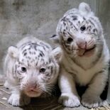ホワイトタイガーの赤ちゃん２頭誕生　宇都宮動物園、12月16日公開予定…
