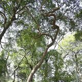 突如姿現した小山・龍神社の「御神木」　龍のように曲がったシラカシ　枯れ枝持ち帰るとたたりに？ 