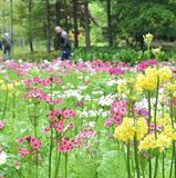 ピンク白黄色のクリンソウ見頃　日光の上三依水生植物園