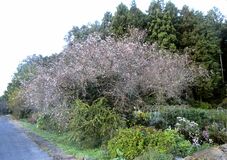 異常高温影響か今月入り桜満開