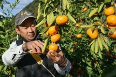 甘い「木熟ミカン」最盛期