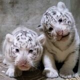 ホワイトタイガーの赤ちゃん２頭誕生　宇都宮動物園、12月16日公開予定　「衝撃的なかわいさ」反響大