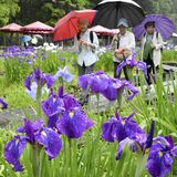 ハナショウブ、しっとりと見頃　真岡の井頭公園　栃木県は梅雨入り