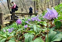 みかも山公園でカタクリ見頃
