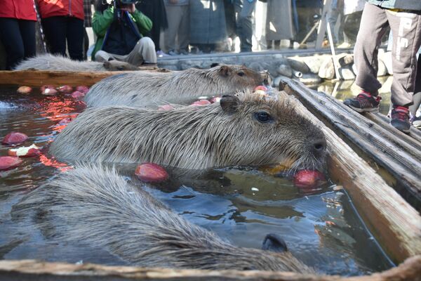 リンゴを浮かべた風呂に漬かるカピバラ