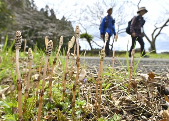 伸び伸びと生え、陽光を浴びるツクシ＝４日午後１時10分、宇都宮市古賀志町